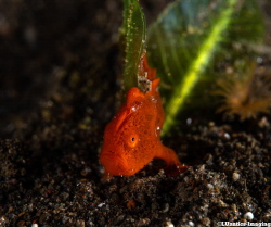 Juvenile red Frogfish (size approximately 1.5cm) by Luca Keller 